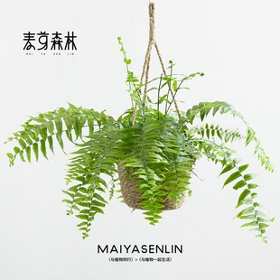 垂吊系列丨室内壁挂绿植盆栽雪莹枫叶花叶心叶常春藤垂吊植物搭配