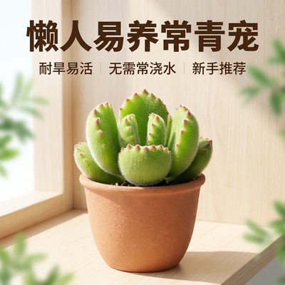 一宅一花阳台简单吸甲醛熊童子