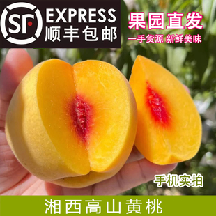 湖南怀化麻阳高山锦绣黄桃5斤包邮新鲜水果蜜桃现摘超甜红心桃子