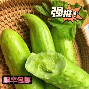 [顺丰包邮]海阳白玉黄瓜清香脆嫩水果黄瓜 3/5 斤现摘山东小黄瓜
