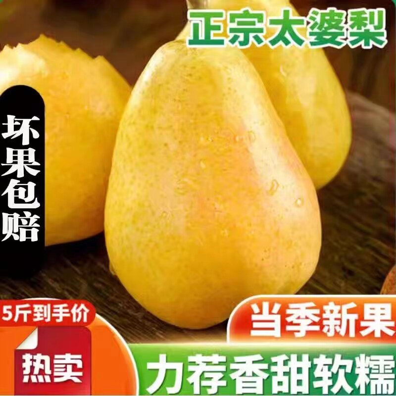 当季爆汁软糯整箱烟台正宗茄梨