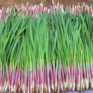 〔寒冷地区可拍〕烟台沙地食用头茬紫根韭菜现割现发蔬菜2-4.5
