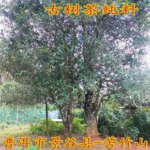 云南普洱茶古树茶2023年春茶生茶散茶小景谷苦竹山古树茶纯料
