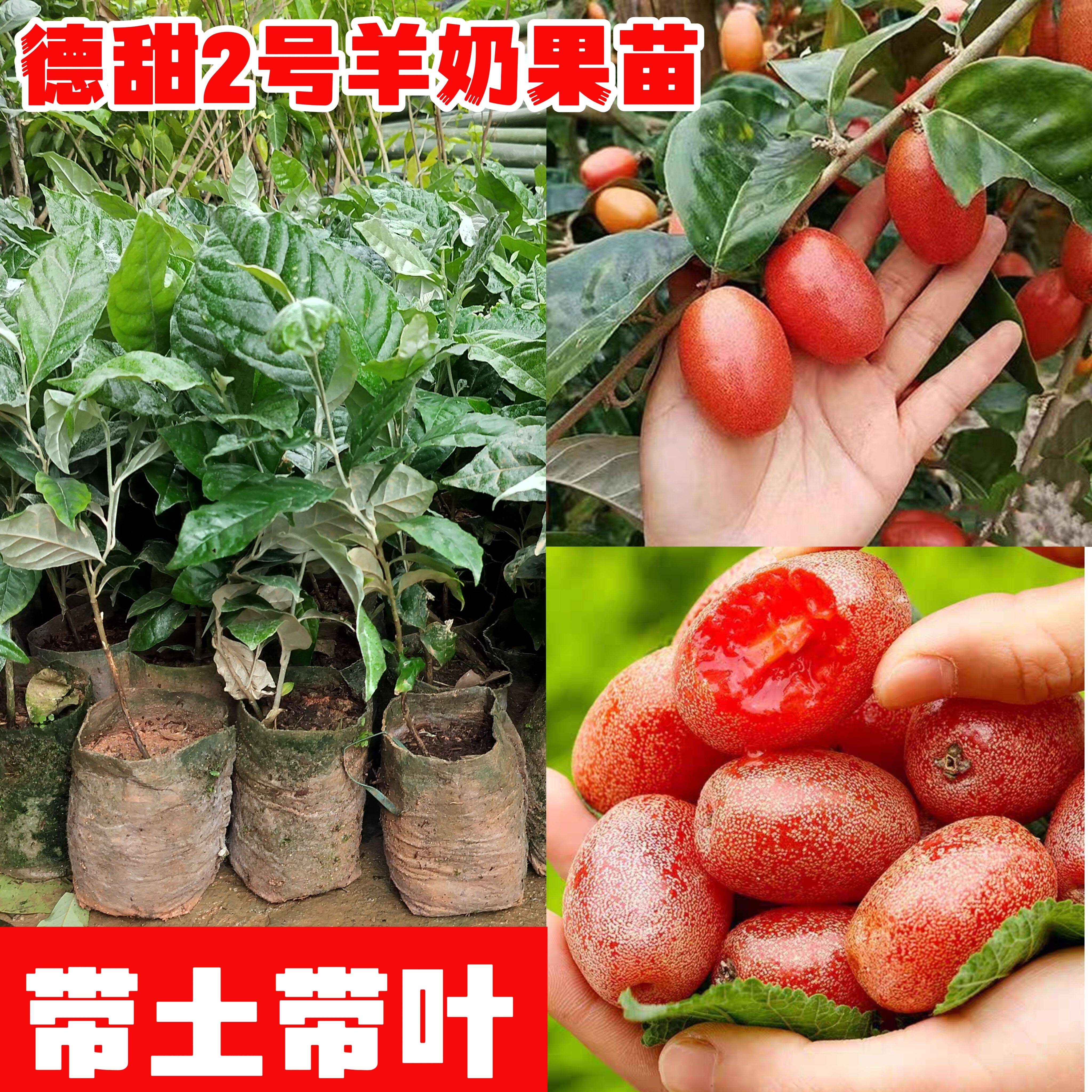 羊奶果树苗特大果形嫁接德甜二号胡颓子羊奶果苗盆地栽当年结果