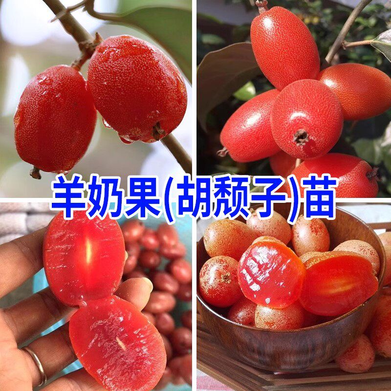 广西羊奶果树苗特大果形嫁接德甜二号胡颓子羊奶果盆地栽当年结果