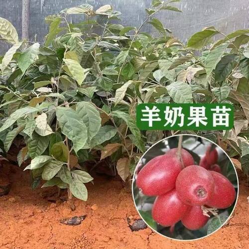 广西羊奶果树苗特大果形嫁接德甜二号胡颓子羊奶果盆地栽当年结果