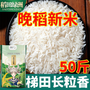 稻田绿洲长粒香50斤批发香米新米晚稻丝苗米煲仔饭蛋炒饭猫牙米