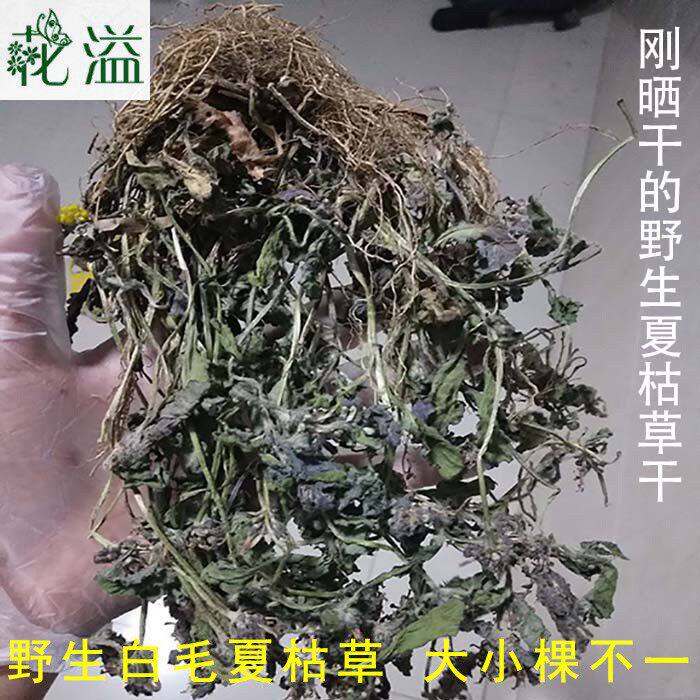 ys高山白毛夏枯草干 苦草干筋骨草 过冬青 散血丹中草药 整颗包邮