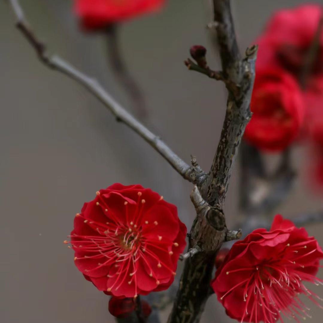 生梅红梅RDH里香梅花腊红苗耐庭花院骨卉寒植浓物原大树盆型栽盆