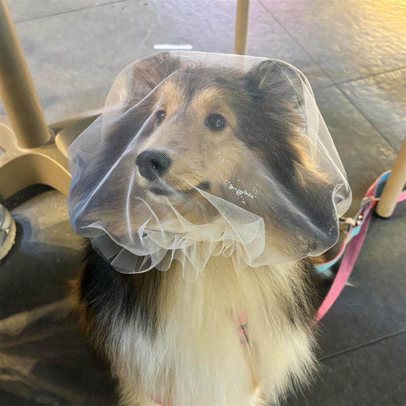 狗狗防乱吃防舔透气嘴套