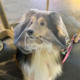 【防乱吃头套】狗狗防误食头纱外出嘴套狗头套面罩狗网套透气面纱