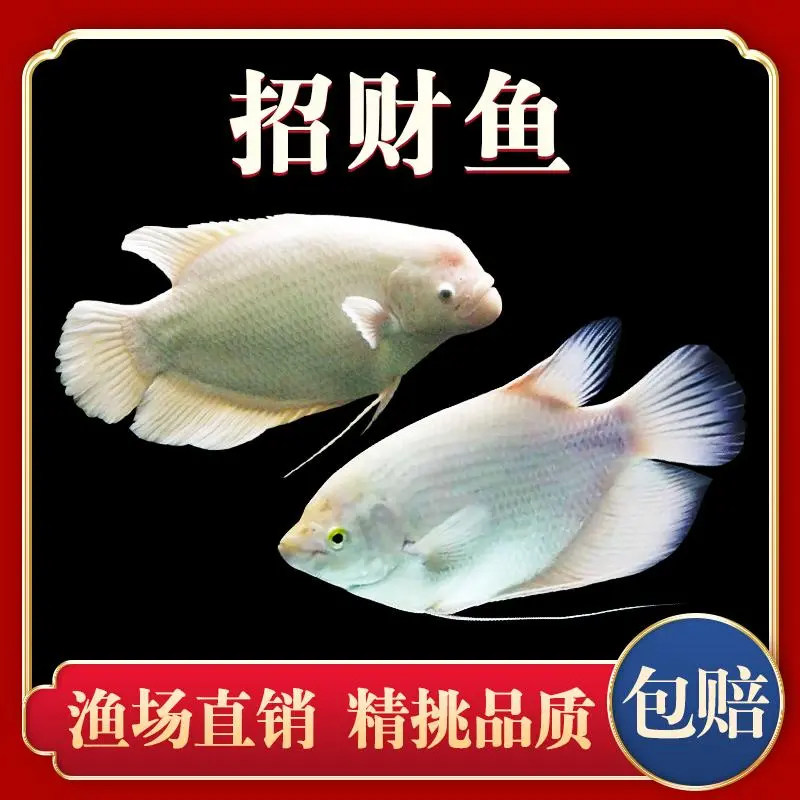 白招财鱼活体战船战舰鱼黑眼红尾鱼