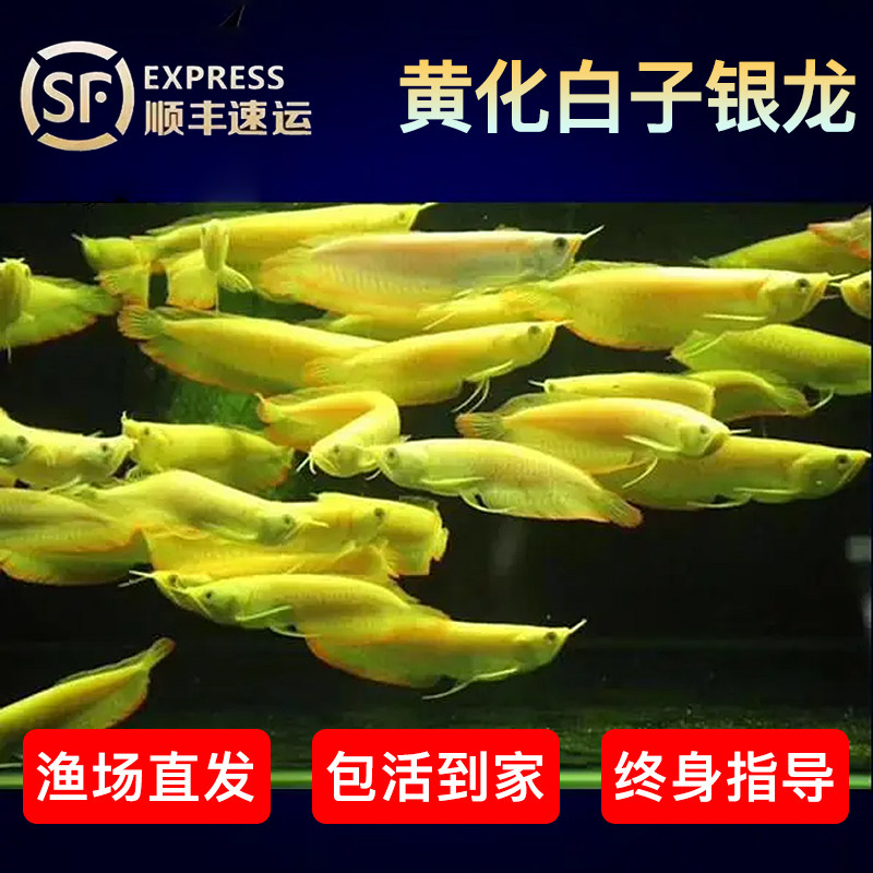活体银龙鱼观赏鱼龙鱼鱼苗