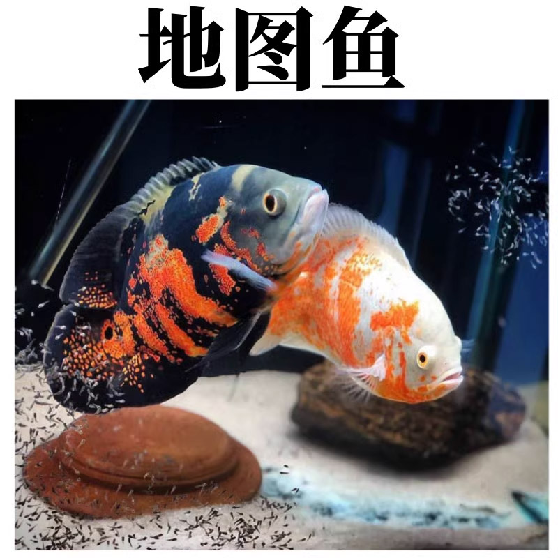 鱼凶猛鱼观赏鱼地图鱼淡水活体