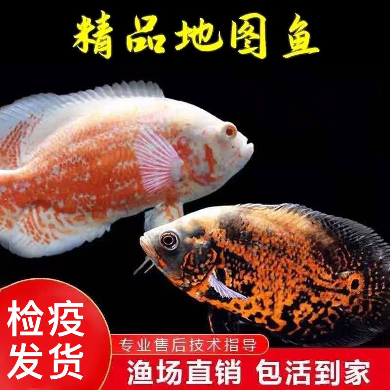 黑白地图鱼活体猪仔鱼大型热带观赏鱼银龙鱼鹦鹉鱼配鱼图片