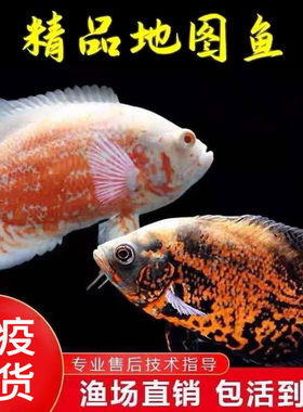 黑白地图鱼活体猪仔鱼大型热带观赏鱼银龙鱼鹦鹉鱼配鱼