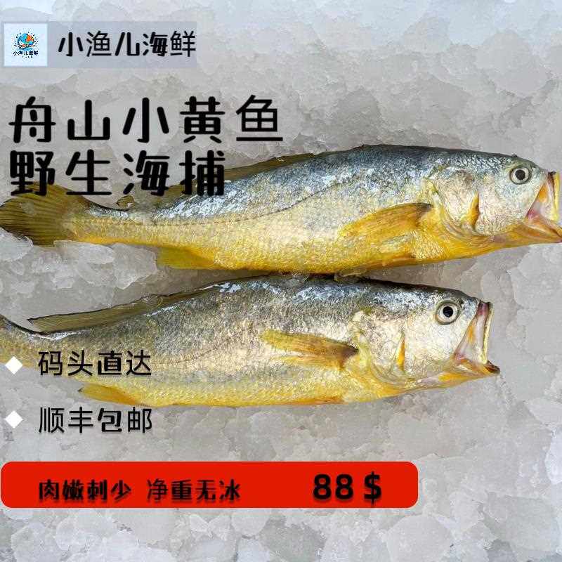 舟山中小条黄鱼新鲜捕捞鲜野生海捕活发货顺丰条新鲜无冰黄花鱼