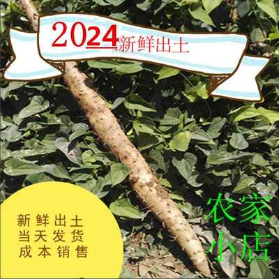 焦作温县特产铁棍山药新鲜垆土铁杆怀淮山药包邮红斑弯曲糯面