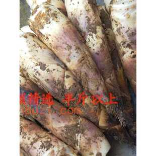 颗颗精选 矮壮粗大笋10斤 富阳临安天目山春笋现挖雷笋新鲜嫩竹笋