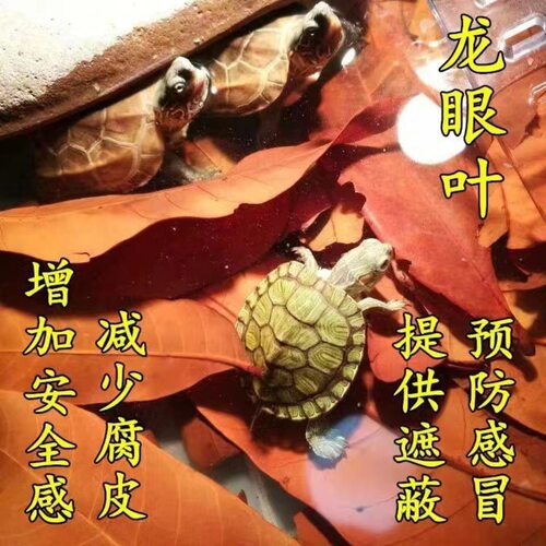 免煮乌龟龙眼叶腐皮烂甲专用养龟