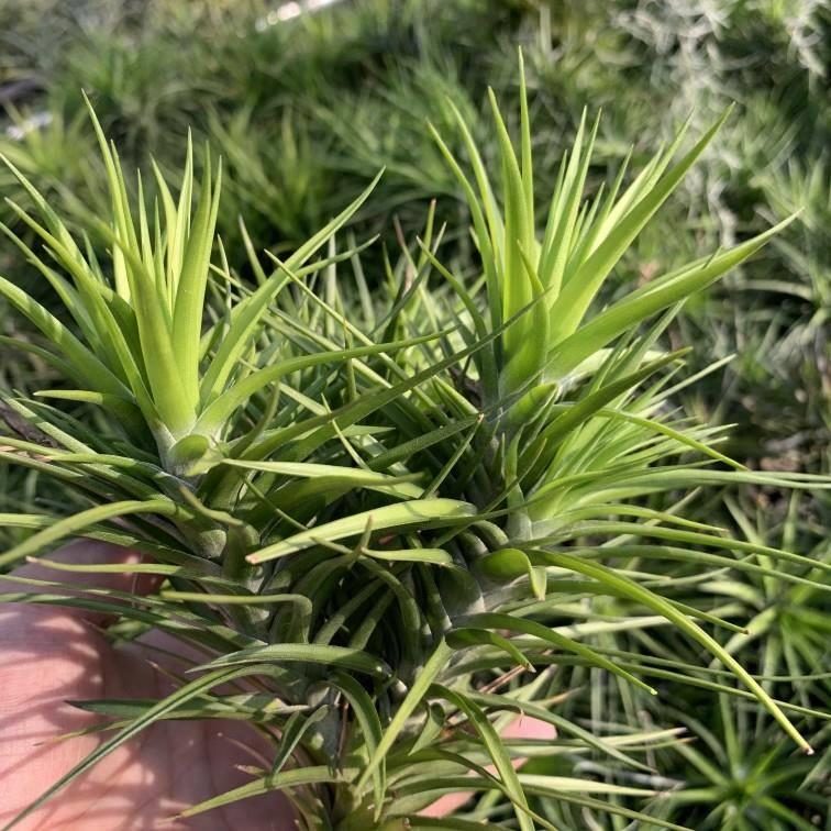 空气凤梨老人须群生蒙大拿无土植物办公绿植