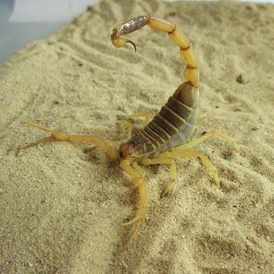 以色列金蝎Leiurus quinquestriatus LQ网红宠物沙漠蝎新手好养