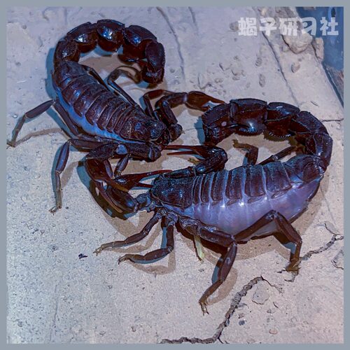 贡内特黑肥尾蝎AG宠物蝎沙漠蝎