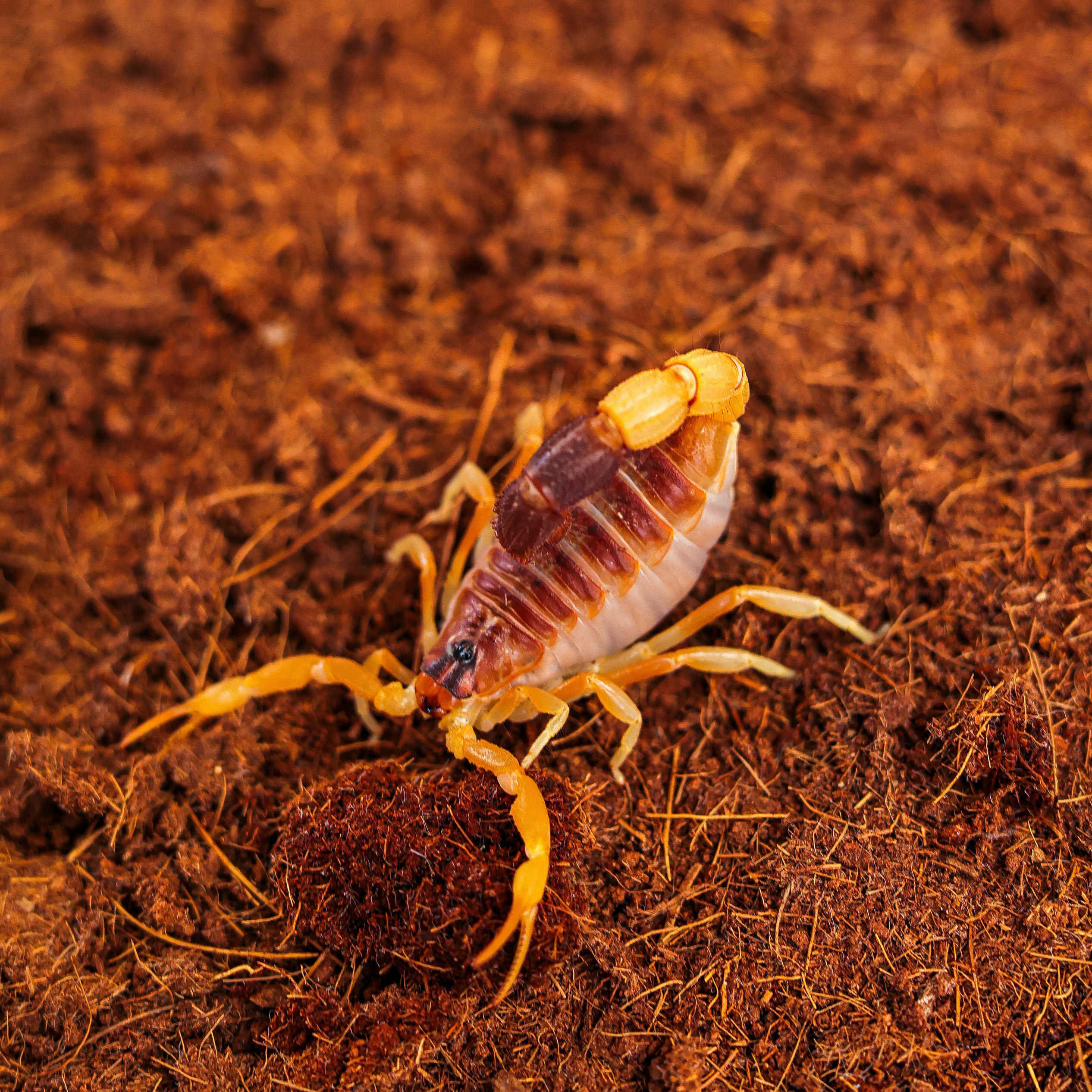 黑粗尾金蝎Parabuthus leiosoma单性繁殖沙漠蝎宠物蝎送饲养套餐