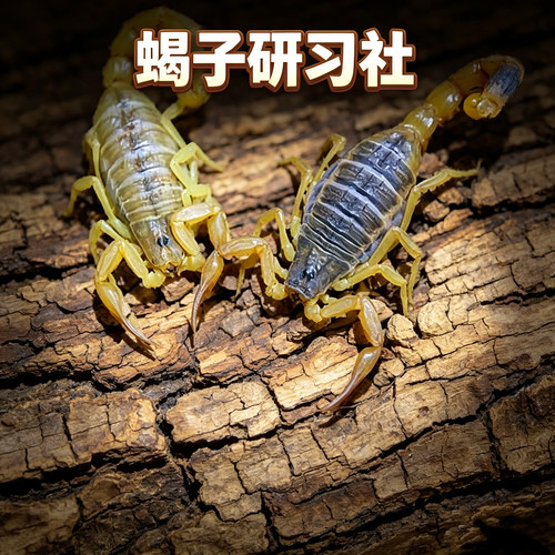 东亚钳蝎荒漠蝎宠物蝎包活新手经典好养入门爬宠东方神蝎