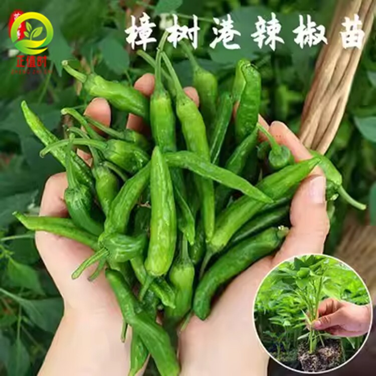 湖南正宗樟树港辣椒苗樟树港辣椒苗章树港辣椒苗秧苗辣椒苗树辣椒
