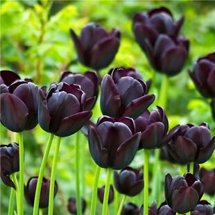 黑色重瓣郁金香 夜皇后5度球和自然球进口郁金香种球庭院阳台盆栽