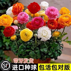 进口花毛茛洋牡丹盆栽重瓣带芽铃兰种球根室内外阳台四季开鲜花卉