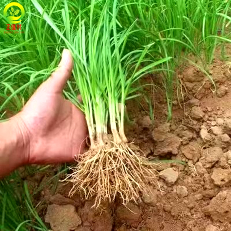 四季韭菜根苗本地老品种农