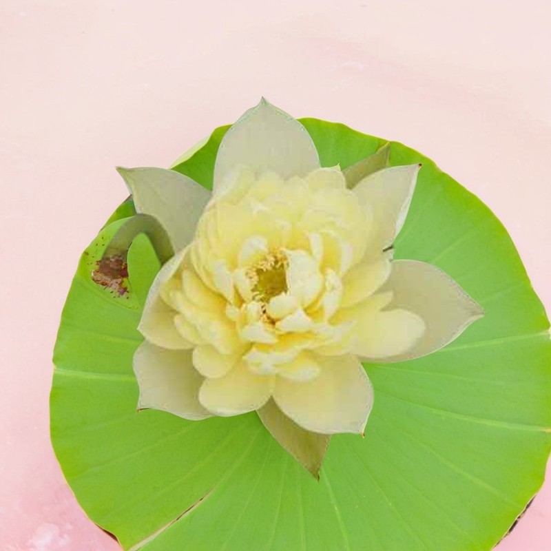 碗莲水培植物荷花种子已开口花卉盆栽四季开花阳台水养睡莲花种籽