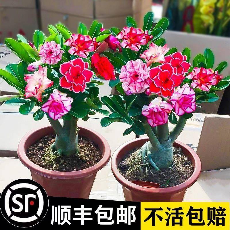 重瓣沙漠玫瑰花苗盆栽四季花卉绿植物老桩室内阳台小盆景开花不断