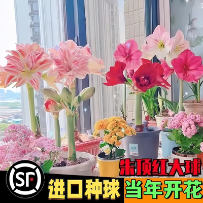 进口鬼魅荷兰朱顶红重瓣种球