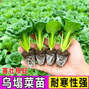 乌塌菜黄心苗蔬菜秧苗大全适合冬天种的菜苗冬季带土冬菜耐寒