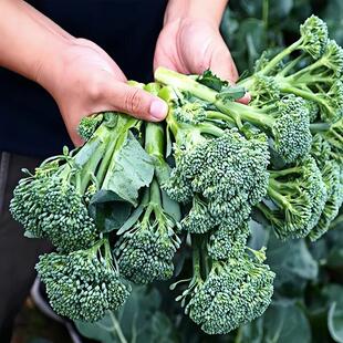 西兰苔苗秧苗种子西洋芥兰种籽芥蓝菜苔青梗松花菜菜心耐寒秋冬季
