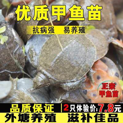 甲鱼活鱼苗外塘养殖中华鳖鱼乌龟王八团鱼水鱼苗龙鱼饲料小甲鱼苗