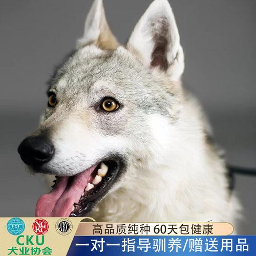 纯血捷克狼犬幼犬犬舍直销