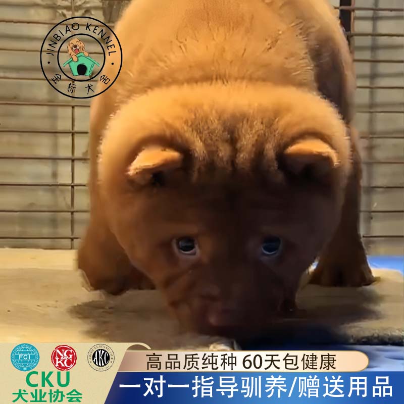 纯正双血统繁育的五红犬售后无忧