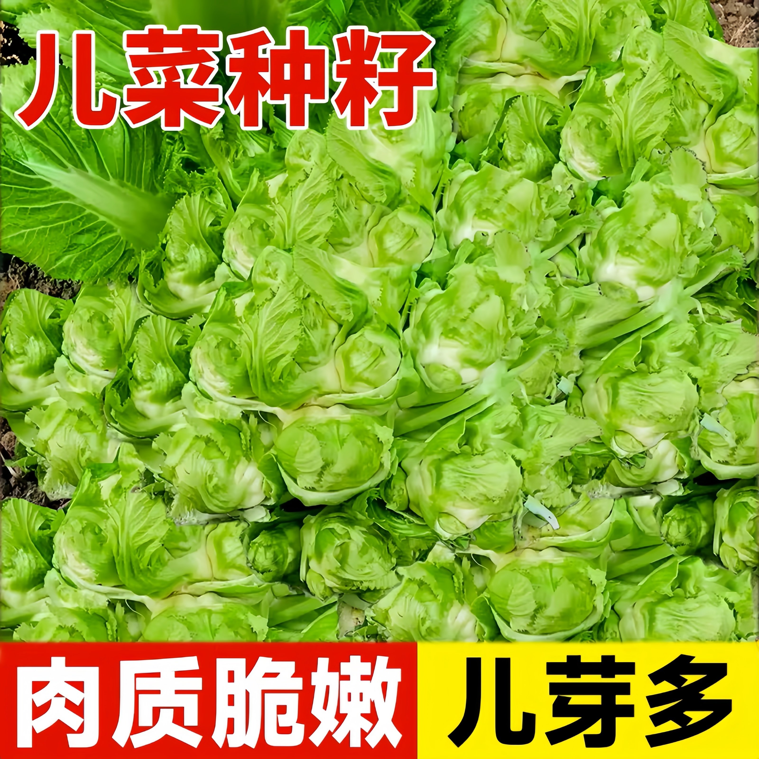 儿菜种籽娃娃菜抱子芥菜四季秋冬南北方露地阳台好养蔬菜种籽大全,鲜花速递/花卉仿真/绿植园艺,家庭园艺种子,淘宝优惠券,粉丝福利购,淘宝优惠卷