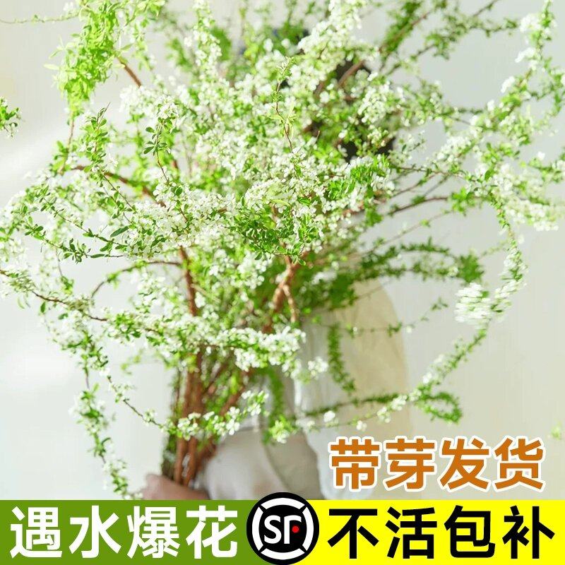 重瓣雪柳干枝插花鲜枝水培鲜花植物花卉室内盆栽绿植水养龙柳好活
