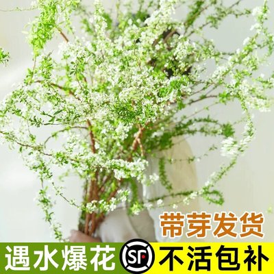 重瓣雪柳干枝插花鲜枝水培鲜花植物花卉室内盆栽绿植水养龙柳好活