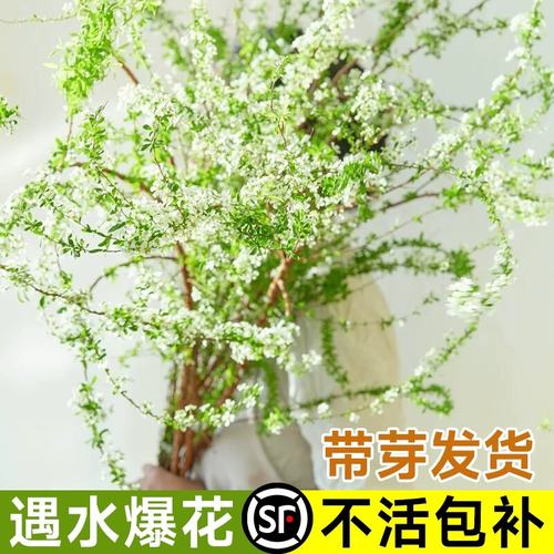 重瓣雪柳干枝插花鲜枝水培鲜花植物花卉室内盆栽绿植水养龙柳好活