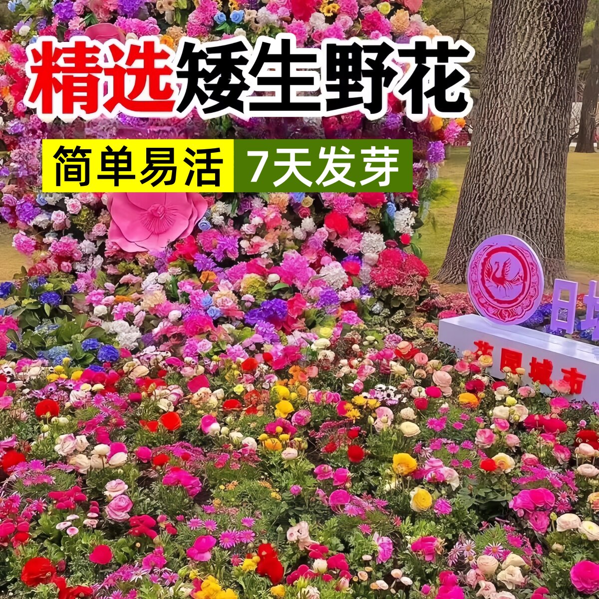 野花组合花种子混色室外除虫菊花种籽子四季播种开花庭院格桑花籽