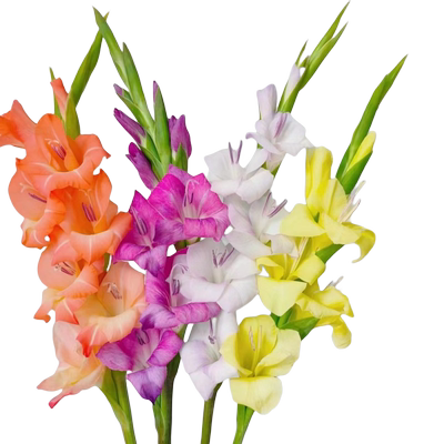 10颗剑兰唐菖蒲多年生易活盆栽