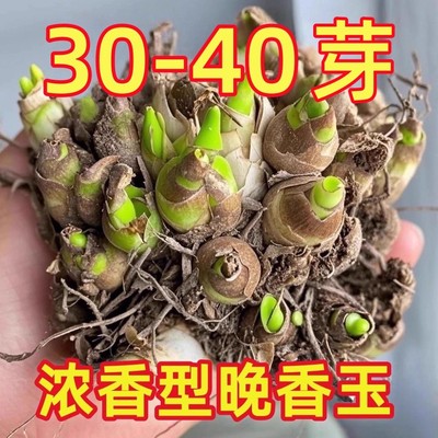 晚香玉种球重瓣大花球根带多芽多年生浓香型切花庭院阳台花卉盆栽