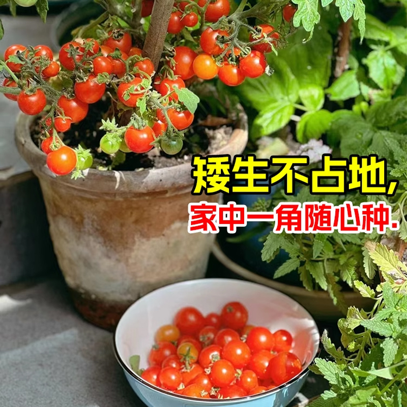 矮生盆栽小番茄种子草莓番茄西红