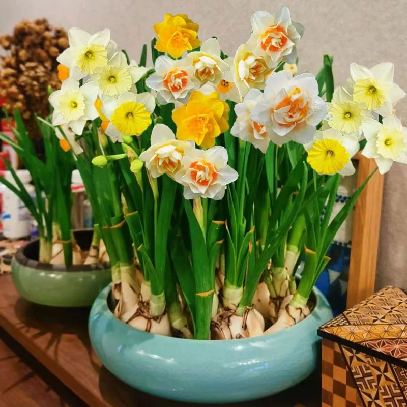 洋水仙种球进口重瓣水养水仙花卉室内盆栽四季水培耐寒植物郁金香